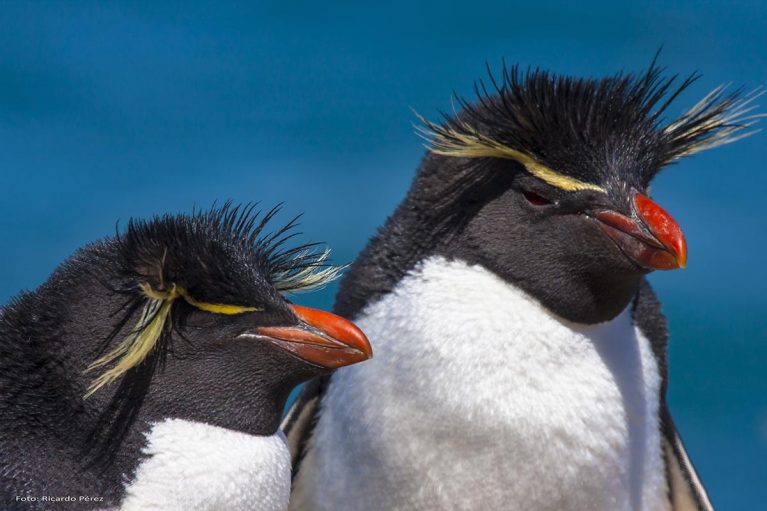Una guía para ver de cerca al famoso pingüino de penacho amarillo