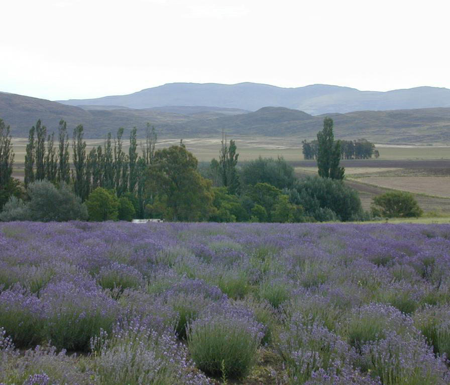 Lavandas: un viaje aromático por el sur bonaerense