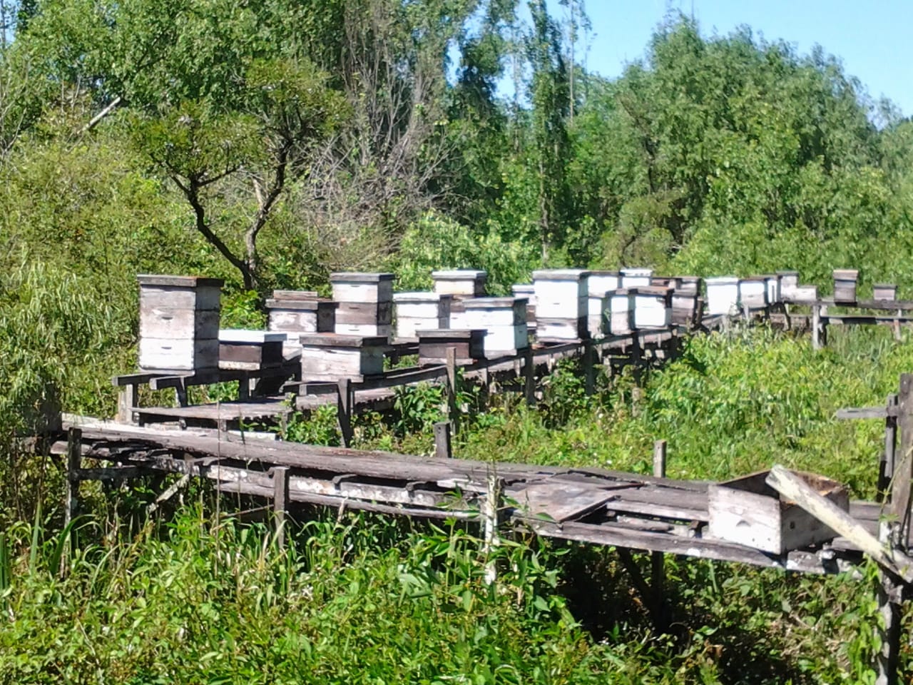 Secretos de la producción de miel en el Tigre