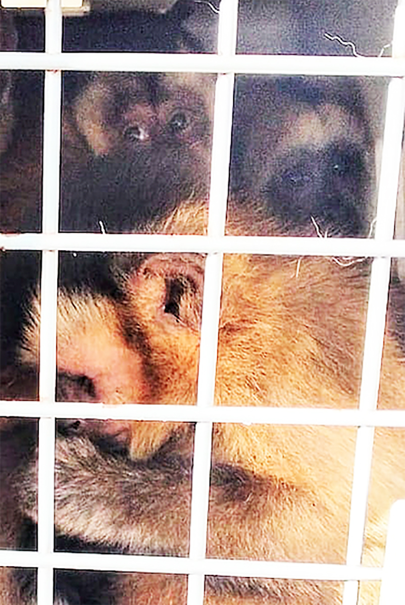El tráfico ilegal de fauna avanza: rescatan monos salvajes que traían desde Paraguay