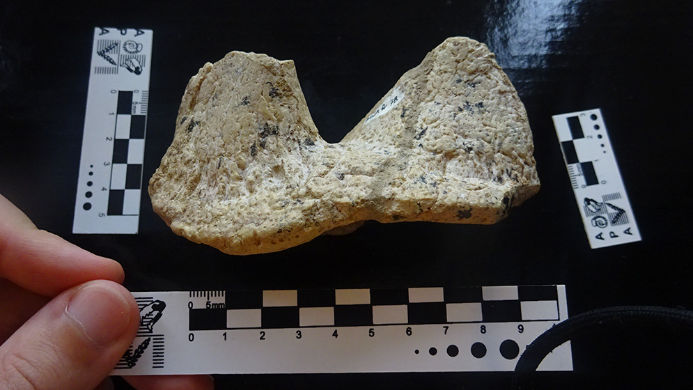 El CONICET reveló la existencia de un nuevo dinosaurio que vivió en la Patagonia hace 70 millones de años