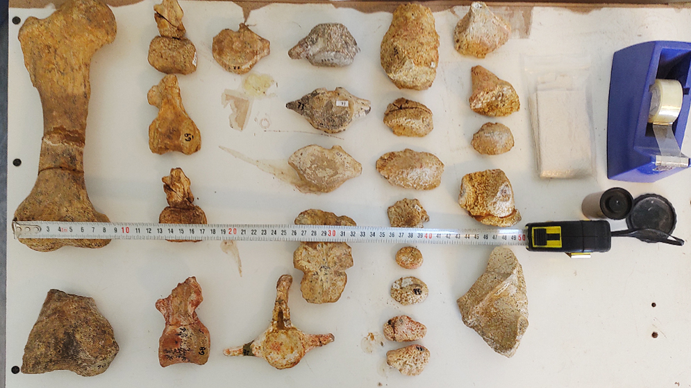 El CONICET reveló la existencia de un nuevo dinosaurio que vivió en la Patagonia hace 70 millones de años