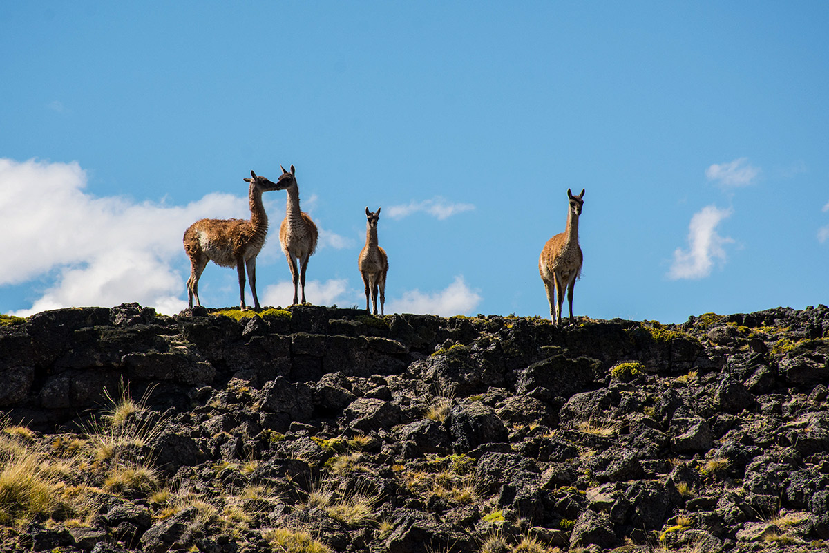 Trasladan guanacos a La Pampa para recuperar sus poblaciones en esa provincia