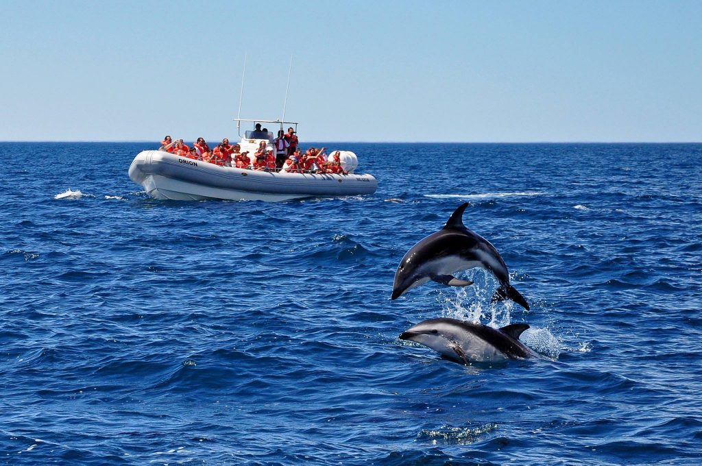 Delfines: el atractivo del verano en Puerto Madryn