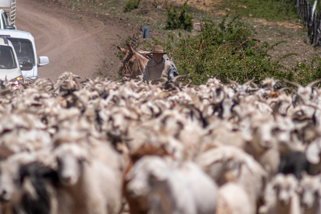 La trashumancia sigue viva en el norte neuquino 6 La trashumancia sigue viva en el norte neuquino