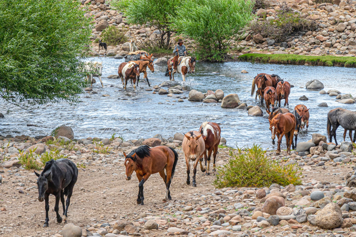 La trashumancia sigue viva en el norte neuquino
