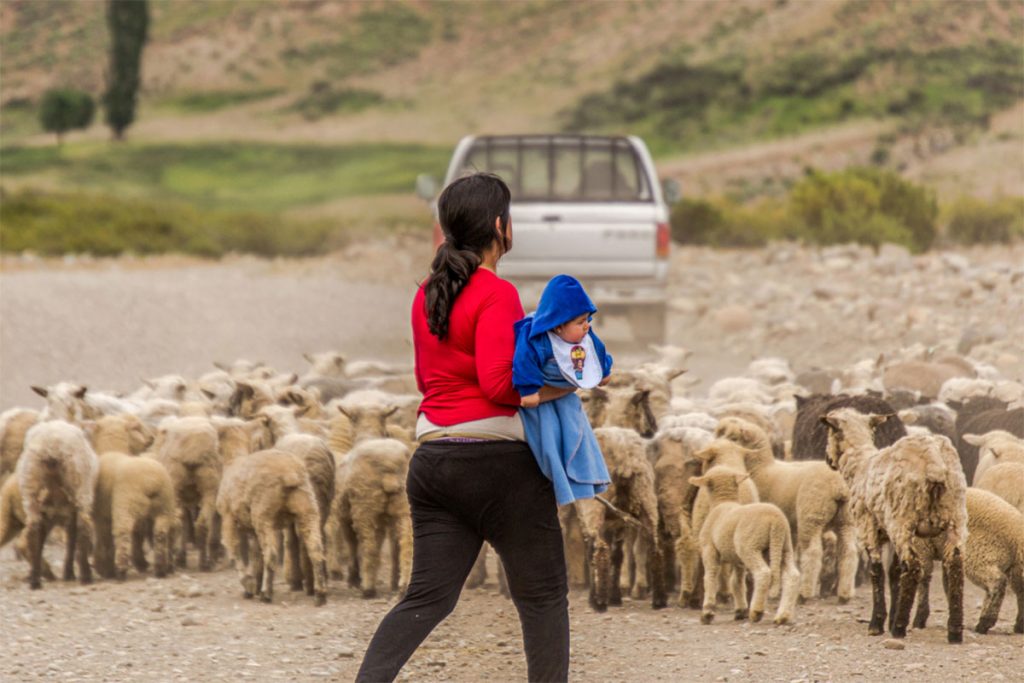 La trashumancia sigue viva en el norte neuquino 3 La trashumancia sigue viva en el norte neuquino