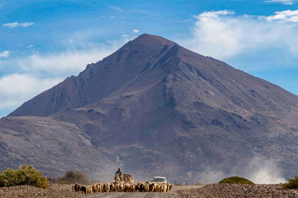 La trashumancia sigue viva en el norte neuquino 1 La trashumancia sigue viva en el norte neuquino