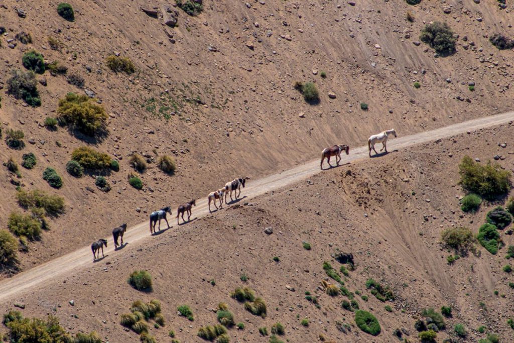 La trashumancia sigue viva en el norte neuquino 5 La trashumancia sigue viva en el norte neuquino