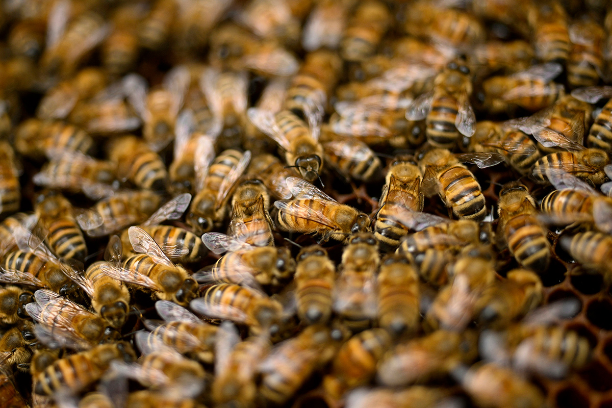EEUU lanzó la primera vacuna para salvar abejas