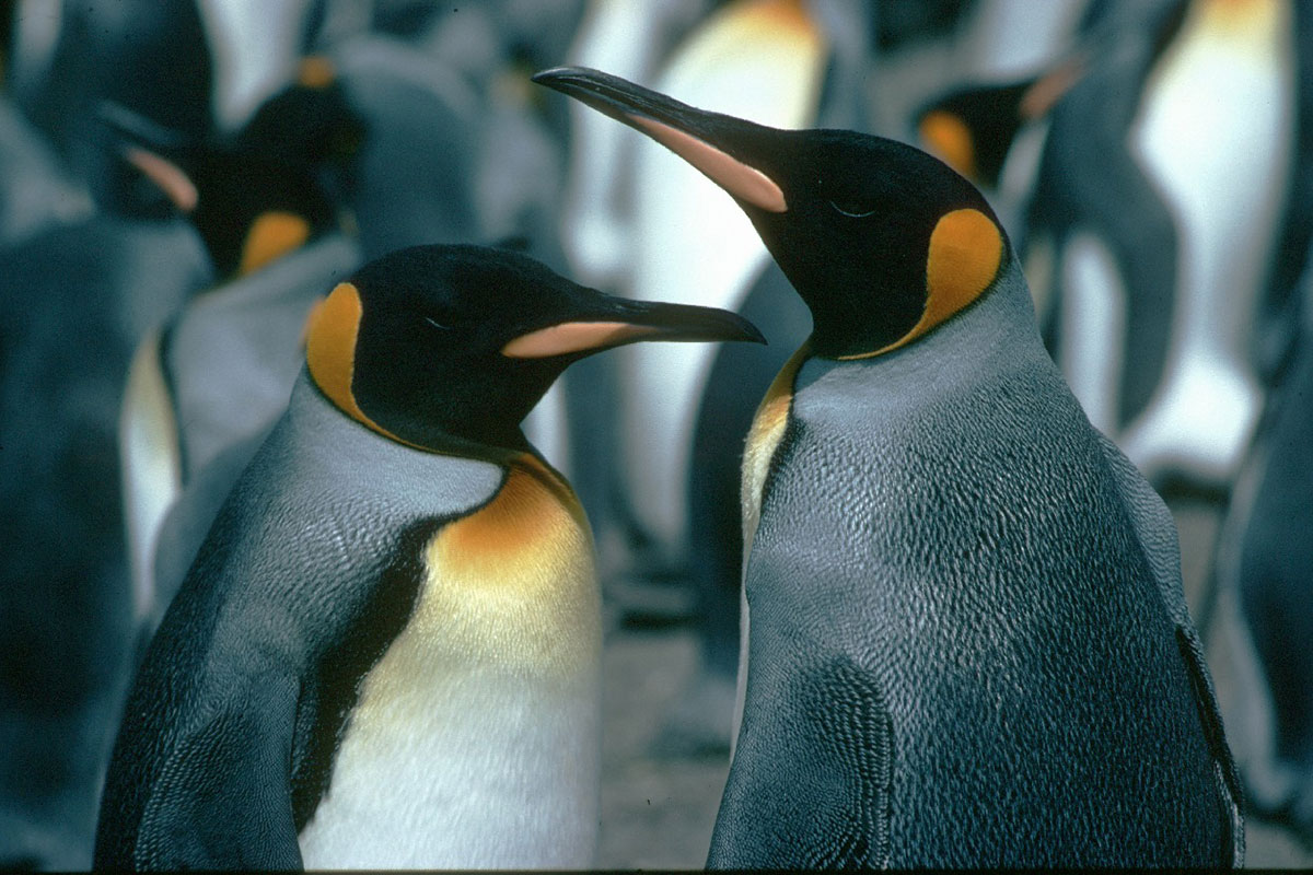 Descubren nueva colonia de pingüinos emperador gracias a imágenes satelitales