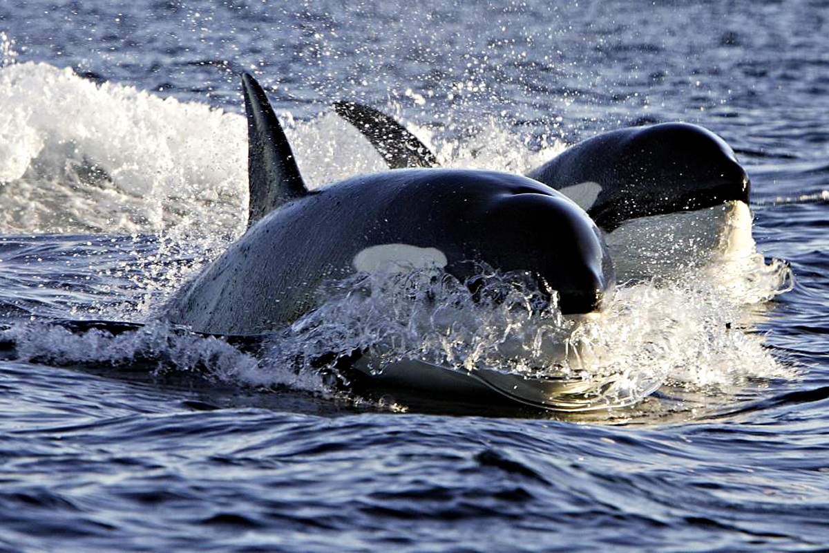Encuentran restos de papel higiénico y químicos tóxicos en orcas varadas