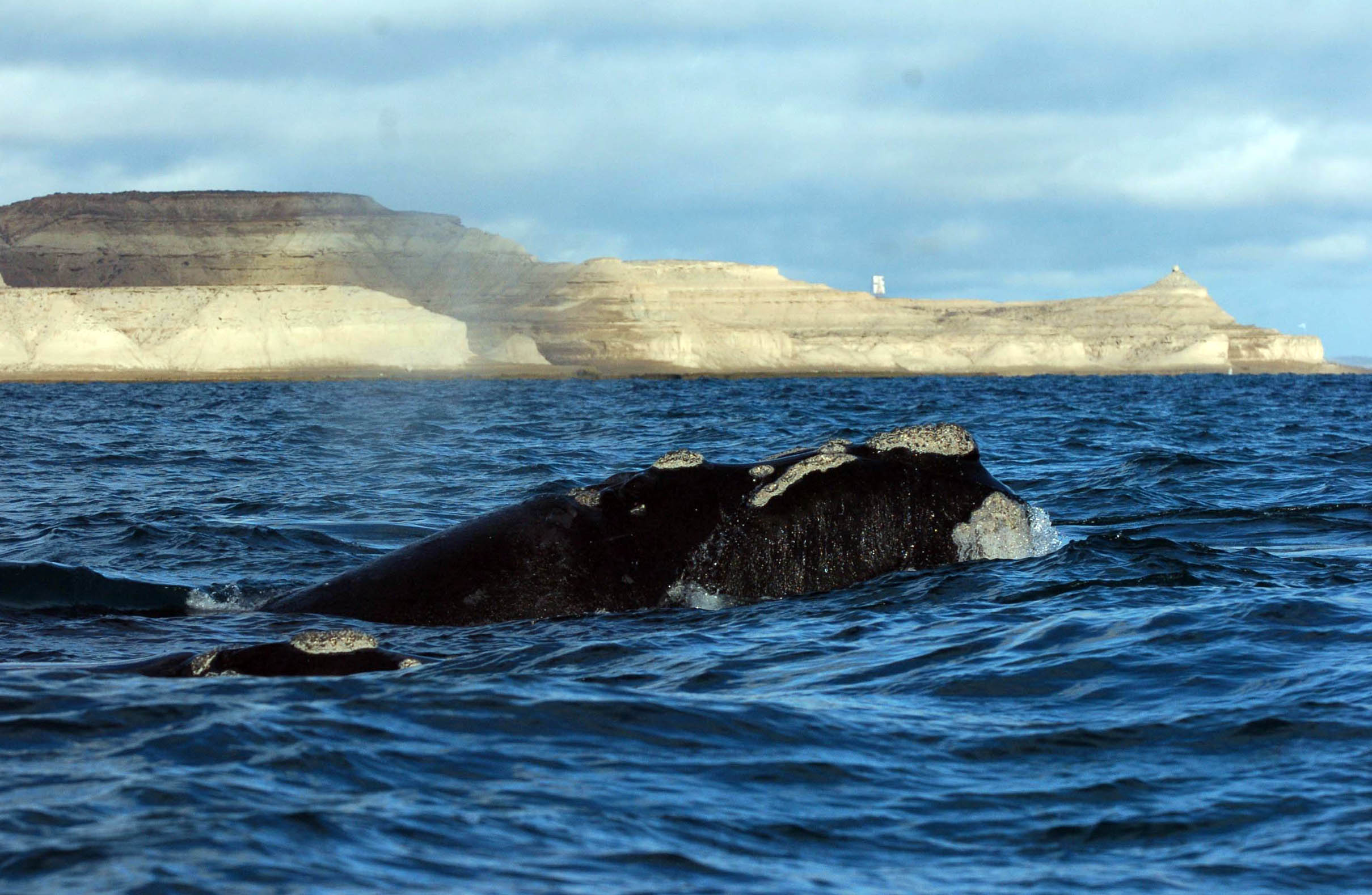 Rodocrosita: la historia de la ballena que lleva más de 50 años regresando a Chubut