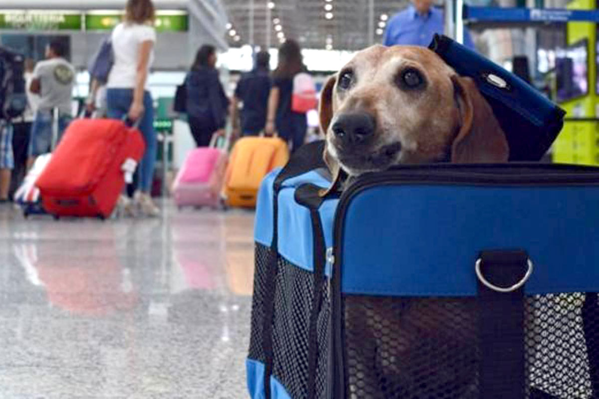 Viajar al exterior con perros o gatos, una elección cada vez más recurrente