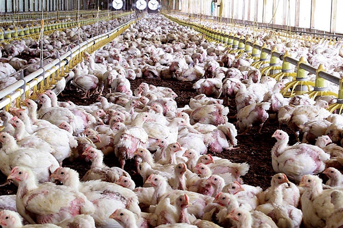 Encontraron un caso de gripe aviar en una granja de Neuquén: sacrificarán a 29.000 aves