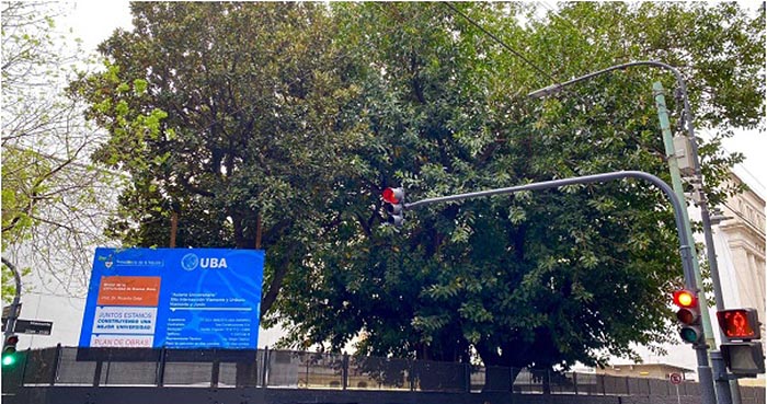 Repudio de vecinos: en Balvanera quieren talar tres árboles centenarios para construir un edificio