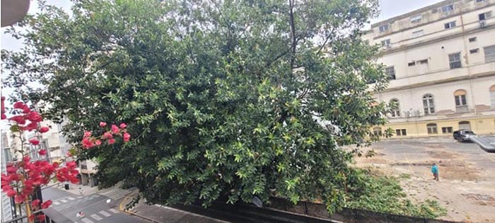 Repudio de vecinos: en Balvanera quieren talar tres árboles centenarios para construir un edificio 2 Repudio de vecinos: en Balvanera quieren talar tres árboles centenarios para construir un edificio