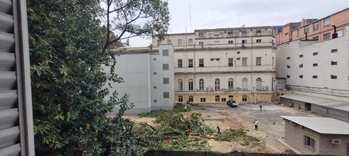 Repudio de vecinos: en Balvanera quieren talar tres árboles centenarios para construir un edificio 1 Repudio de vecinos: en Balvanera quieren talar tres árboles centenarios para construir un edificio