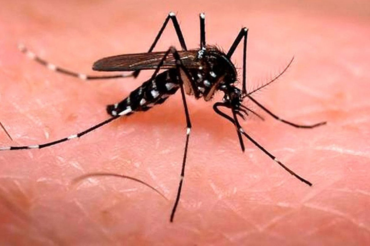 Brote de dengue: advierten que tener fiebre en zona de transmisión es motivo para consulta médica