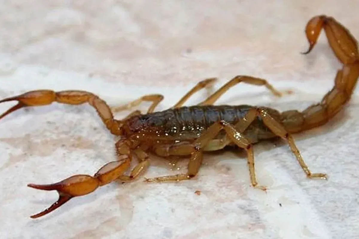 Recomendaciones para evitar picaduras de alacranes durante la temporada de verano