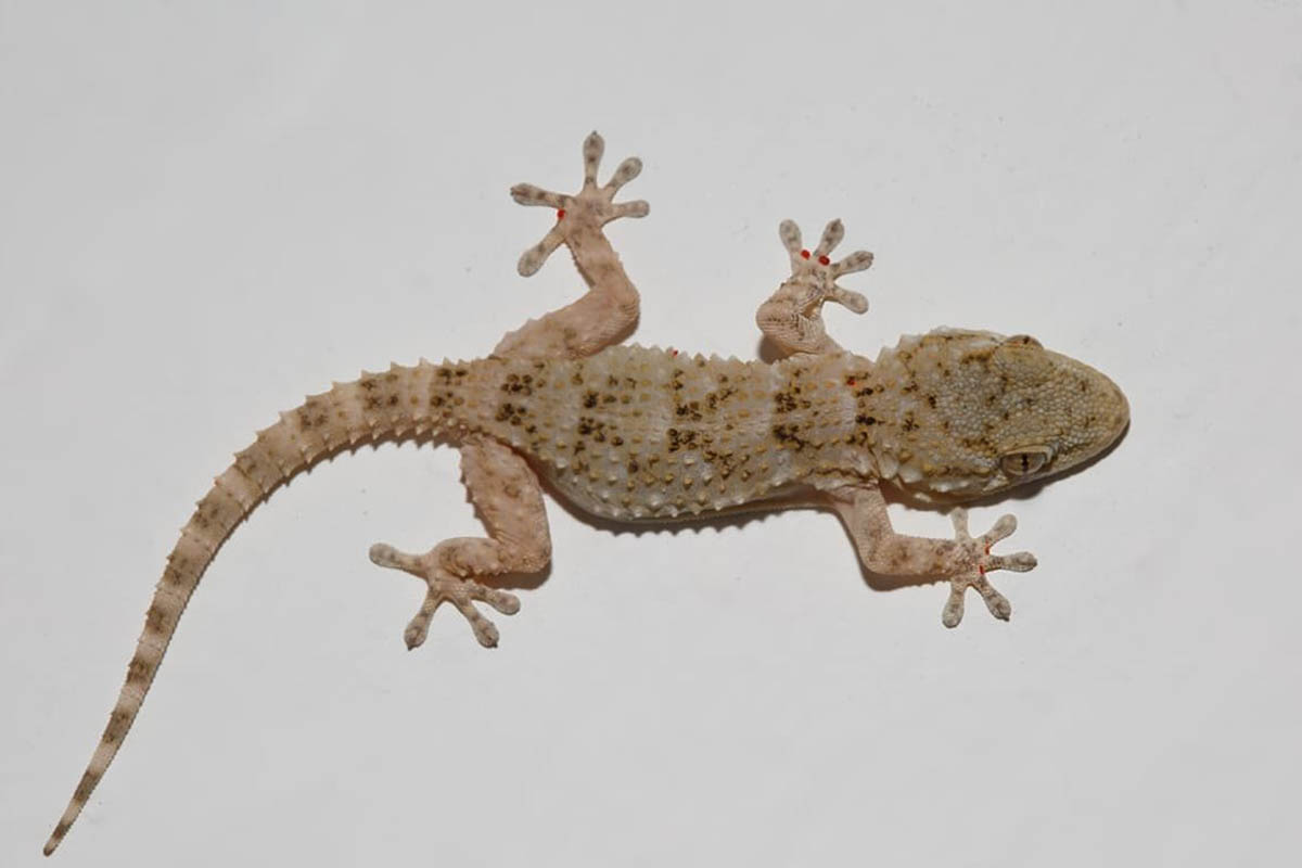 Geckos, trips y alacranes: los «bichos» que se multiplican con las olas de calor