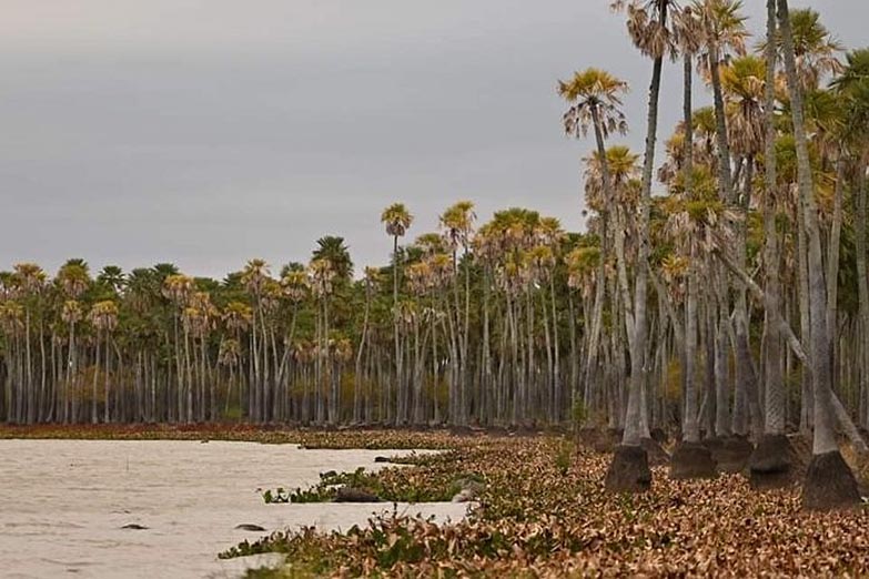 Crean el Parque Nacional Laguna El Palmar en Chaco: en tres años se generaron 5 nuevos en todo el país 1 Crean el Parque Nacional Laguna El Palmar en Chaco: en tres años se generaron 5 nuevos en todo el país