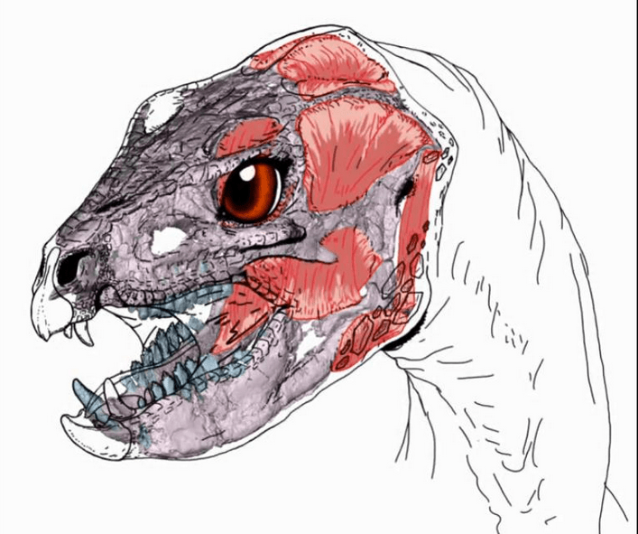 Reconstruyeron en 3D el cráneo de un dinosaurio jurásico que habitó la Patagonia