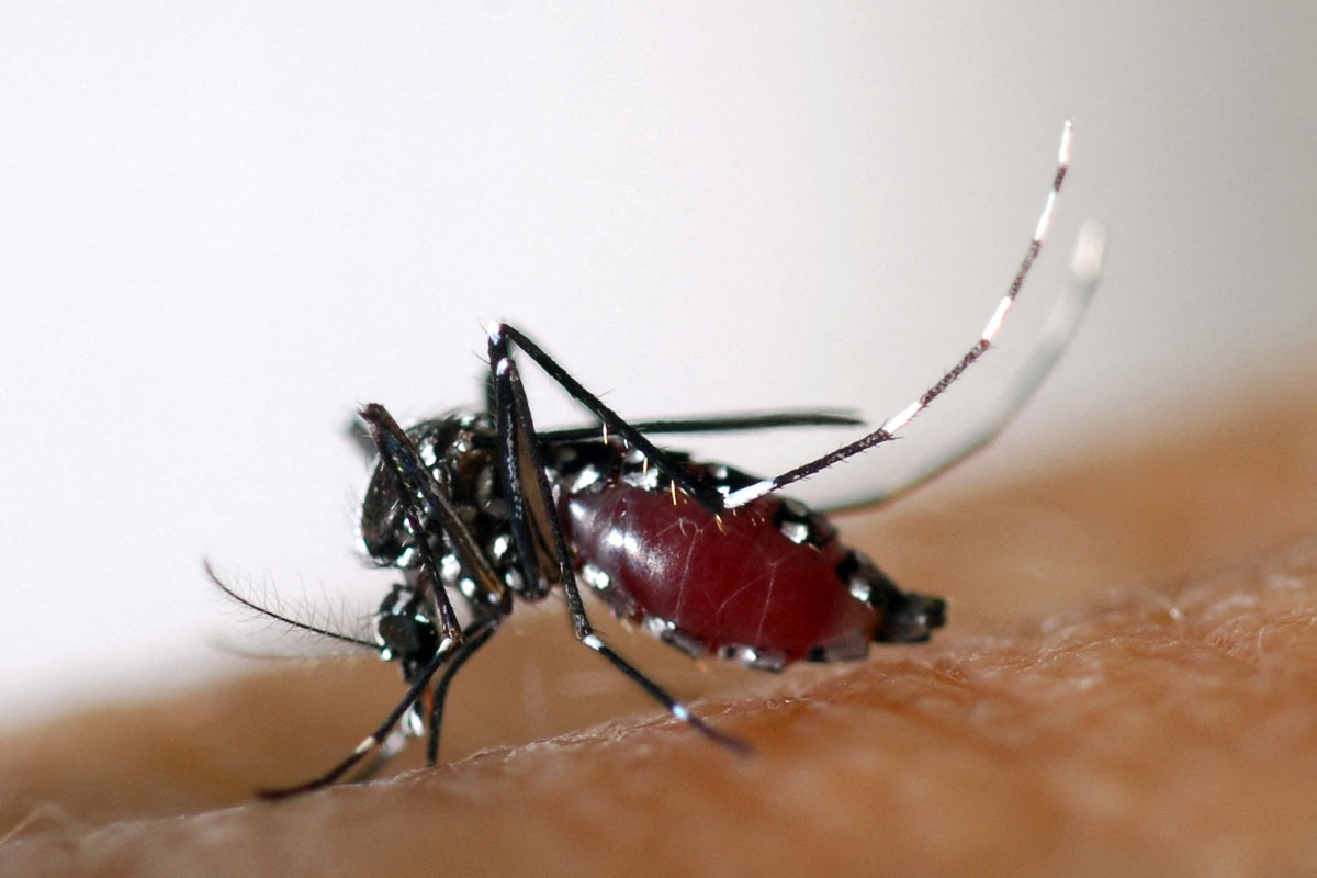 Salta es la primera jurisdicción en adquirir la vacuna contra el dengue: buscan inmunizar a 150 mil personas