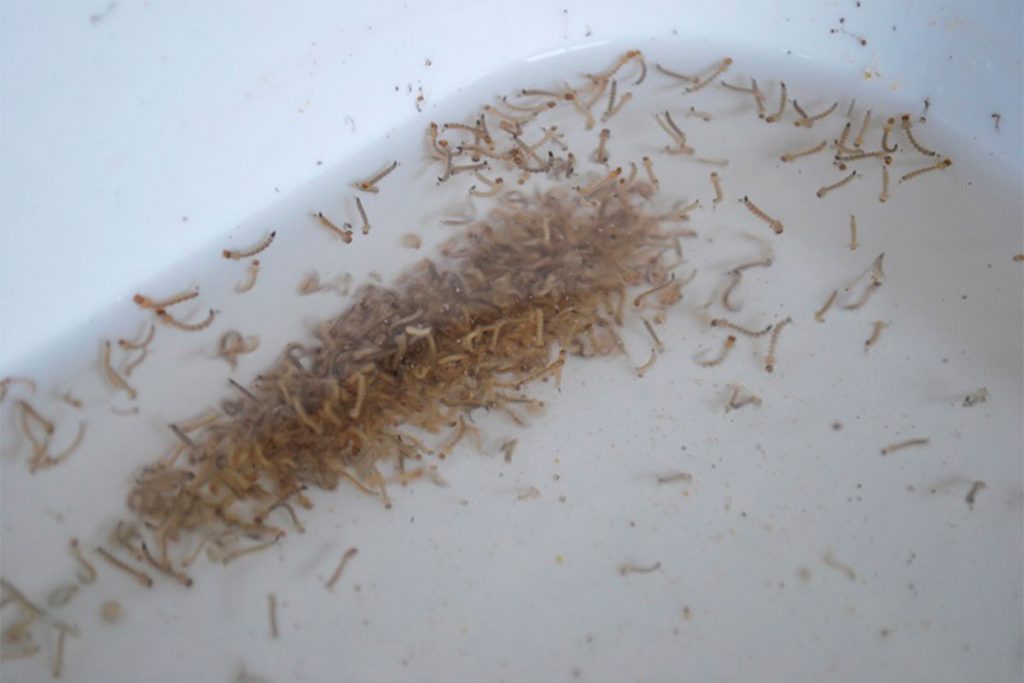 Dengue: un desarrollo del INTA en Salta logró un 97% de eficacia contra el Aedes 1 Dengue: un desarrollo del INTA en Salta logró un 97% de eficacia contra el Aedes