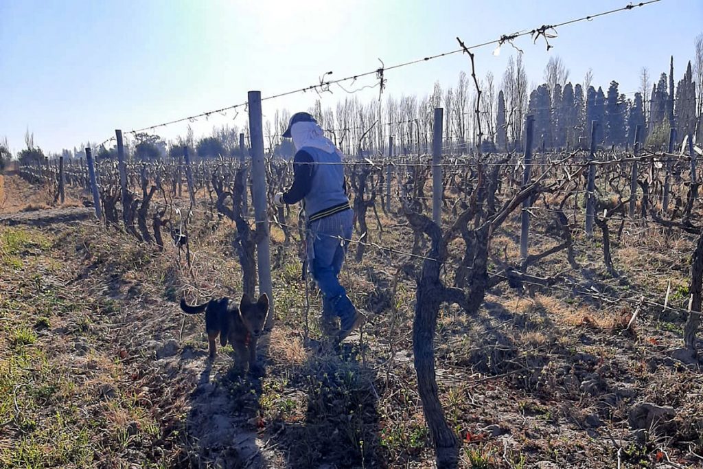 "No me olvides", una bodega autogestiva con diez años de historia y aroma peronista