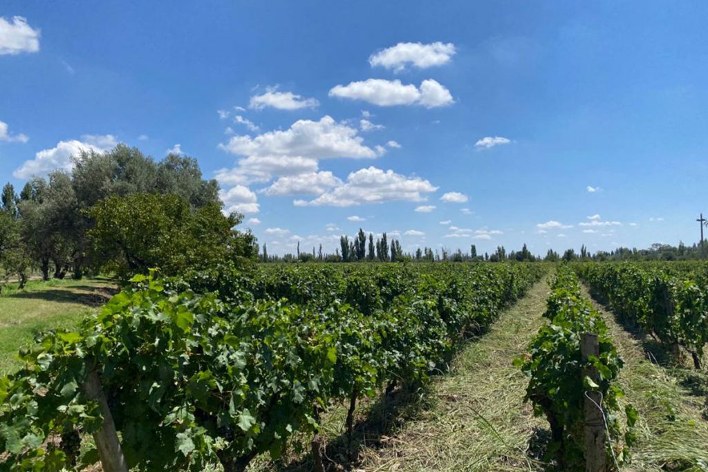 "No me olvides", una bodega autogestiva con diez años de historia y aroma peronista