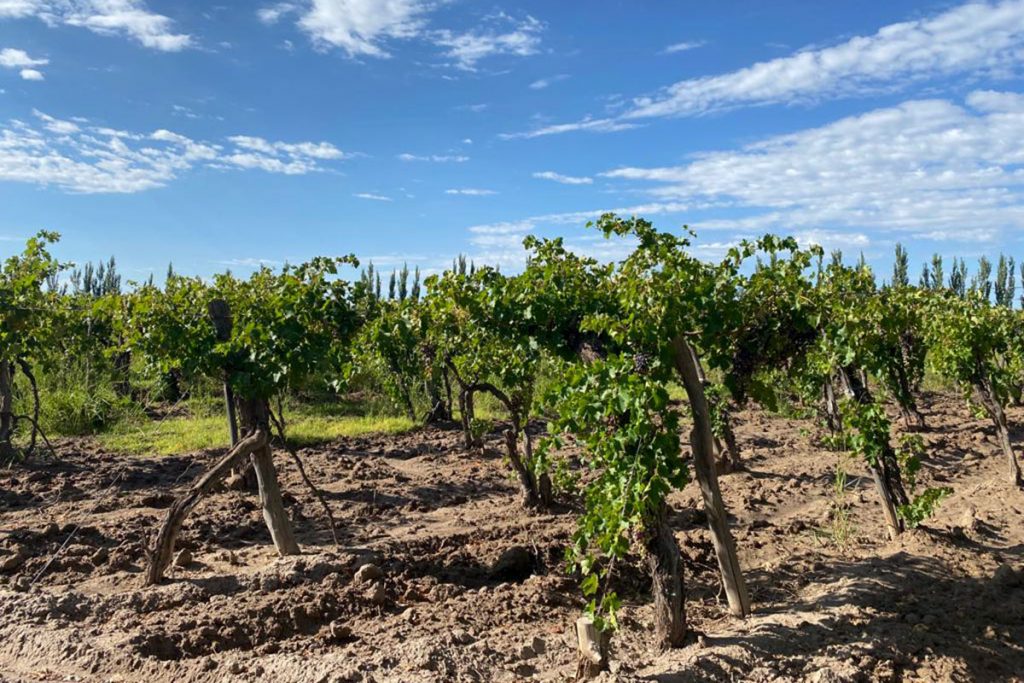 "No me olvides", una bodega autogestiva con diez años de historia y aroma peronista