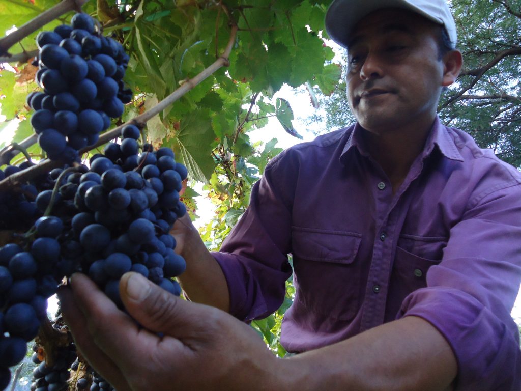 Destinan 300 millones de pesos para impulsar el enoturismo