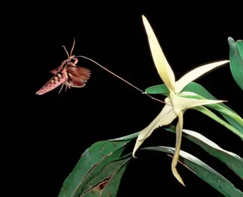 ¿Se puede predecir el pasado? Una historia de orquídeas y mariposas