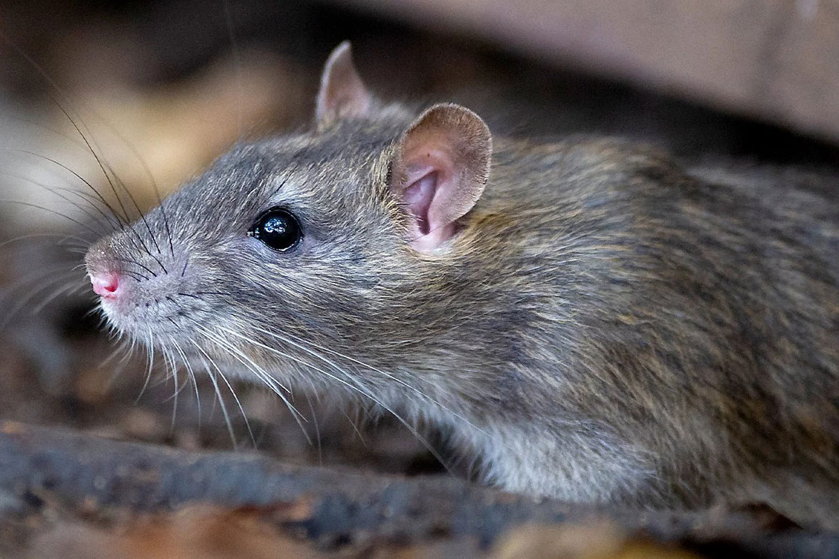 Tremendo: una rata mordió a un estudiante en una escuela técnica de la CABA