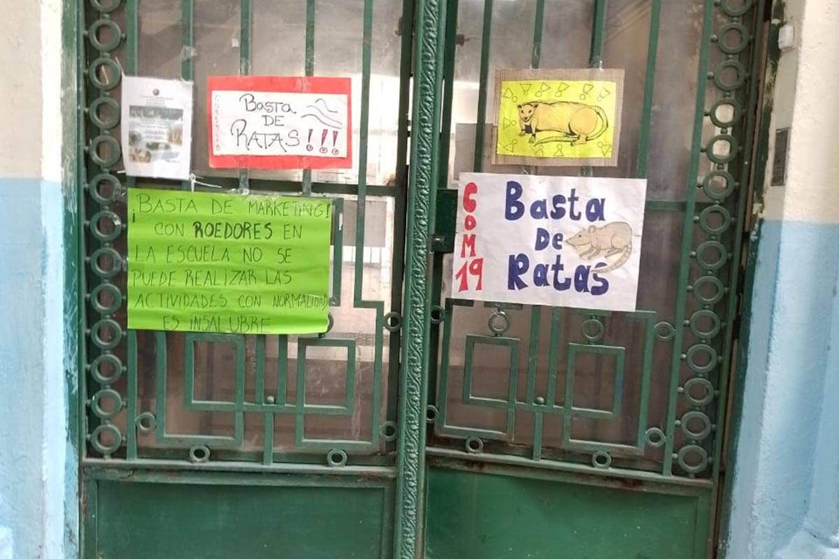 Más ratas en escuelas porteñas: docentes reclaman que se suspendan las clases, pero Ciudad lo rechaza