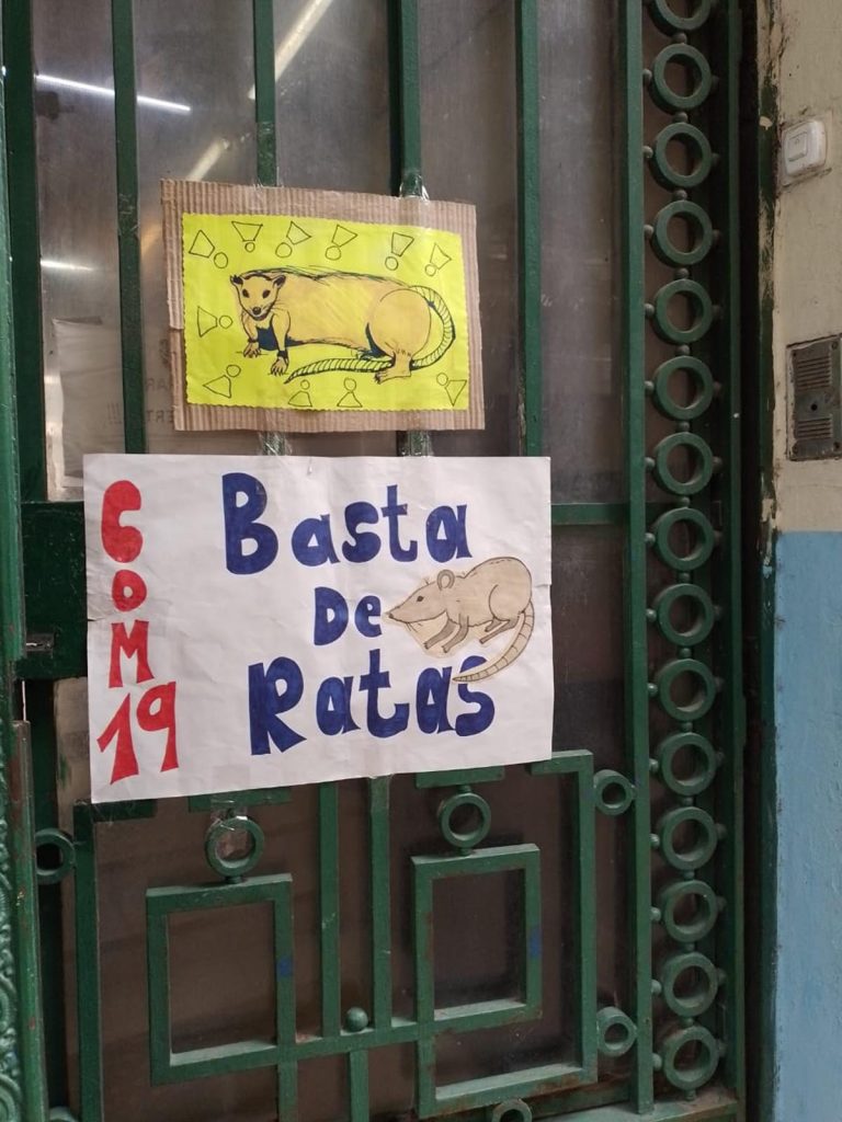 Cansados de la invasión de ratas, estudiantes de escuela de música porteña darán un concierto 1 ratas