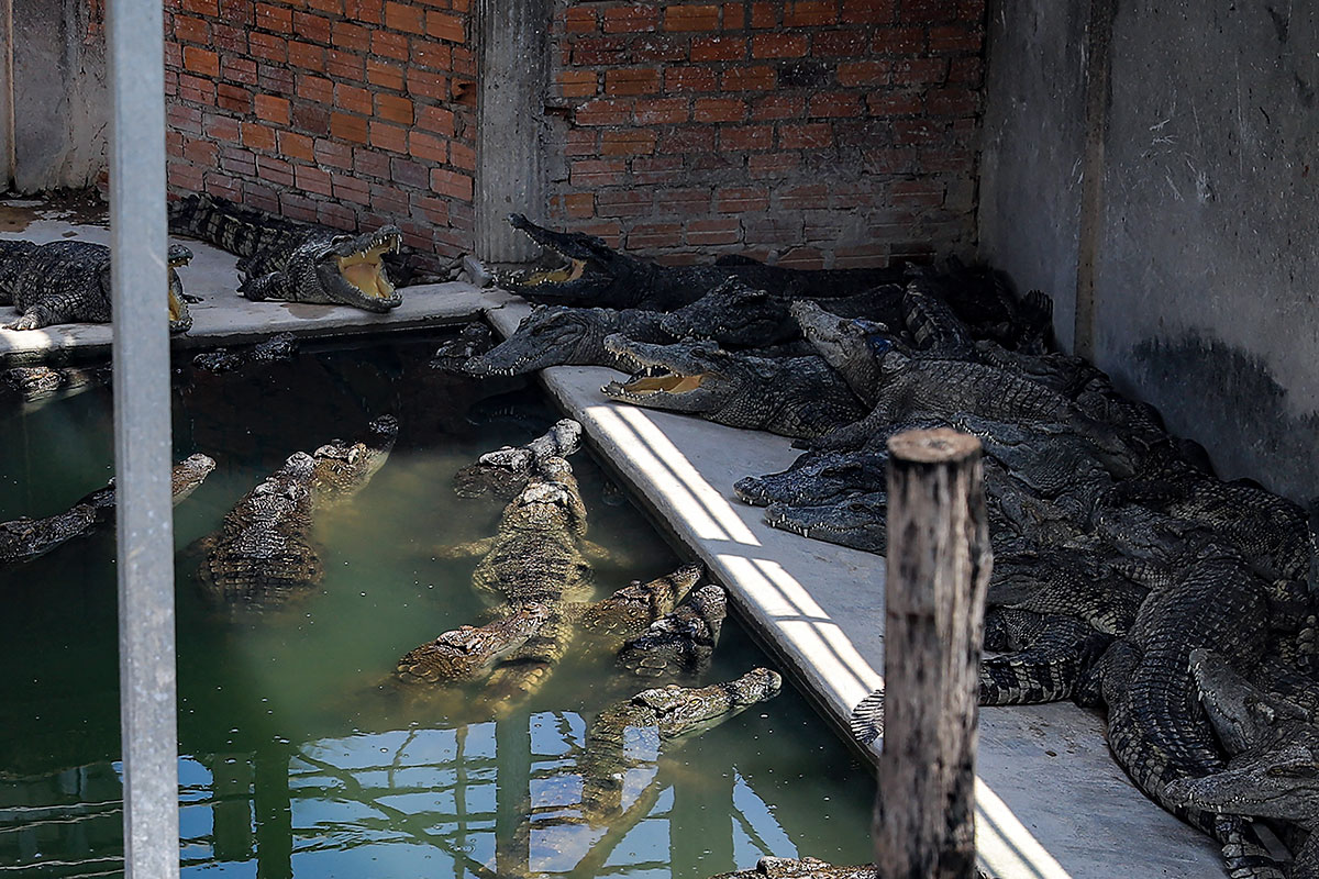 Un hombre muere despedazado por 40 cocodrilos