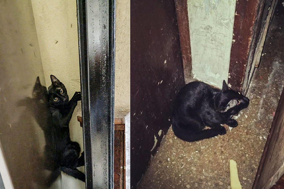 El nuevo método de desratización del Gobierno de la Ciudad en escuelas porteñas: poner un gato negro