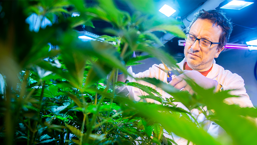 Pachamama y Malvina, las primeras semillas de cannabis medicinal con tecnología CONICET