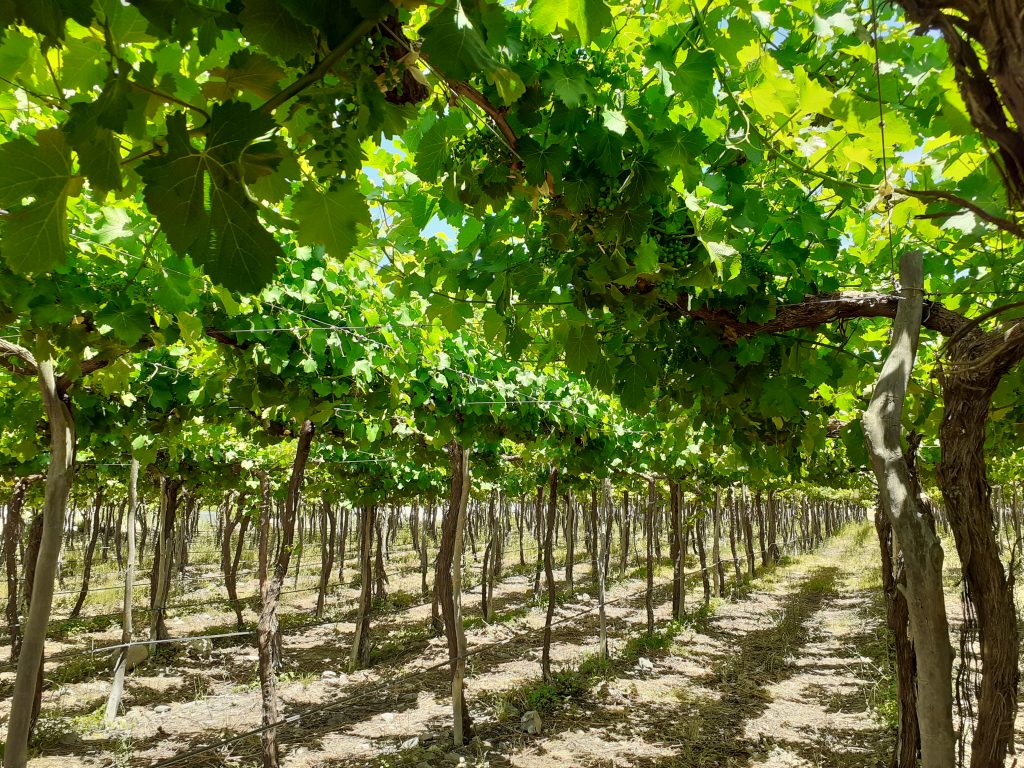 Crean un fondo para potenciar el enoturismo