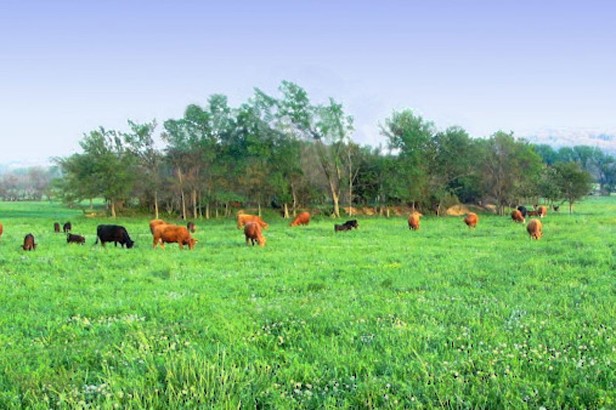 “Nuestros sistemas pastoriles tienen que ser repensados”