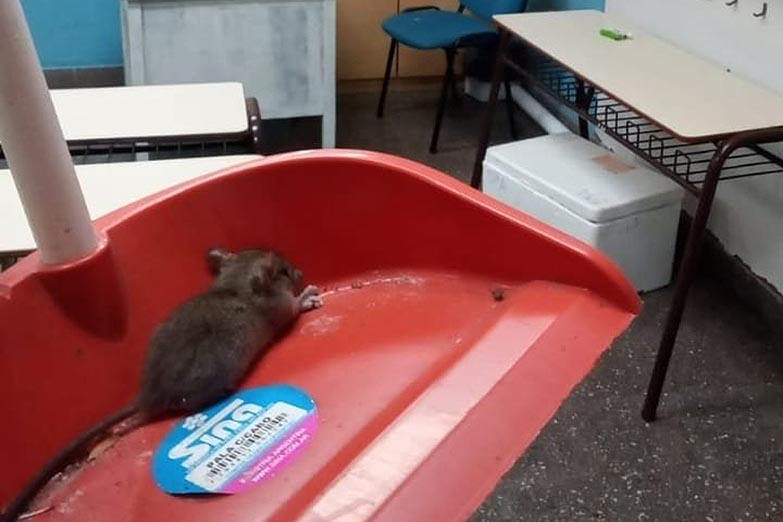 Ya son más de 100 las escuelas porteñas con presencia de ratas