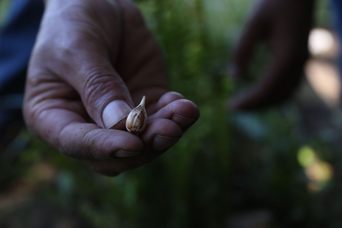 Radiografía de la ley de Agricultura Familiar: hacia un modelo justo y asociativo para alimentar al mundo
