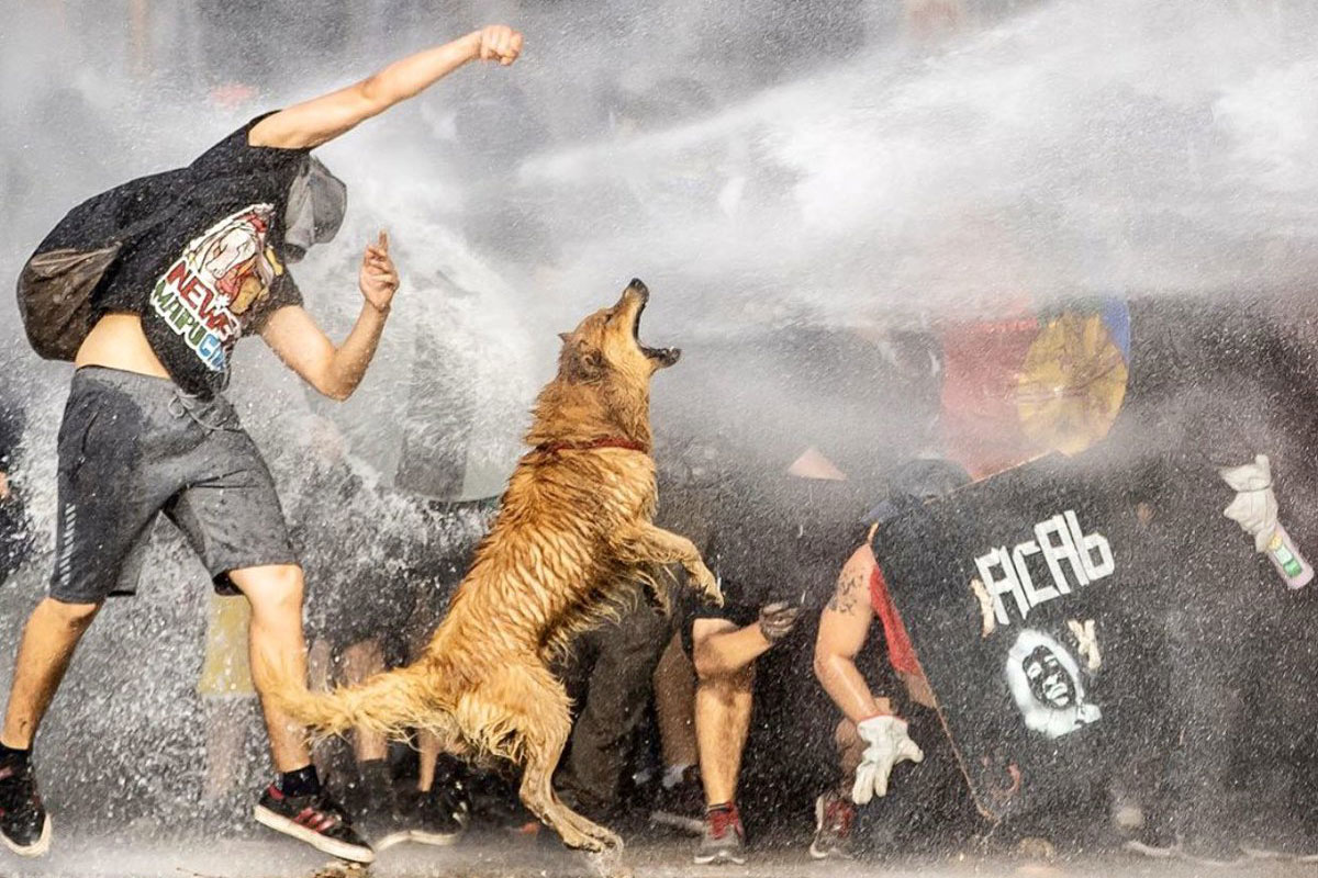Rucio Capucha: un adiós al perro símbolo de las protestas en Chile