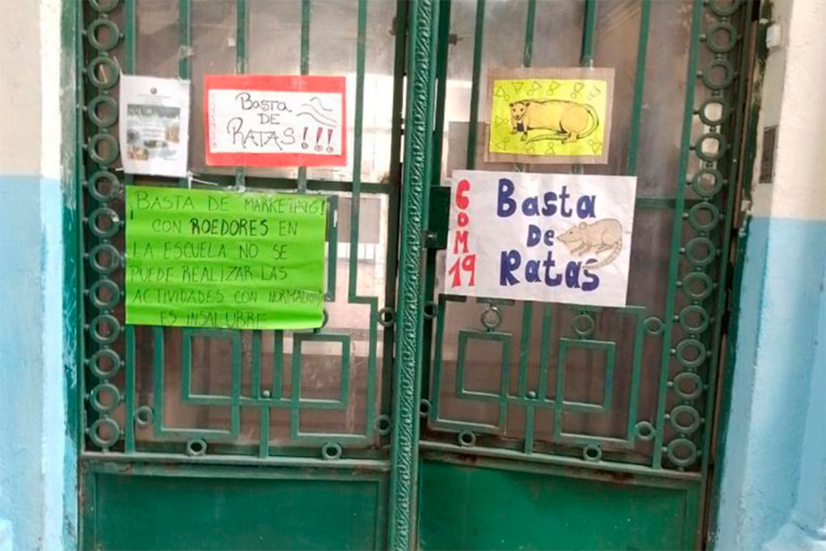 Ratas, cucarachas y escorpiones: la auditoría porteña detectó varias irregularidades en el control de plagas