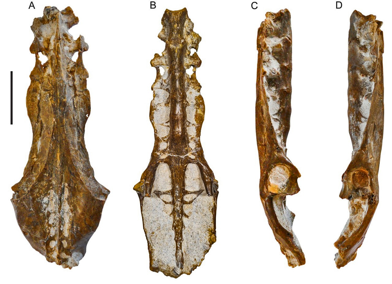 Identifican el primer registro fósil de pelícano para la Argentina: vivió hace 10 millones de años