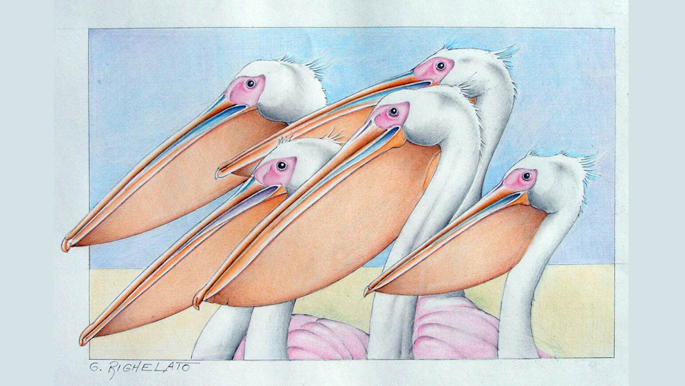 Identifican el primer registro fósil de pelícano para la Argentina: vivió hace 10 millones de años 1 Identifican el primer registro fósil de pelícano para la Argentina: vivió hace 10 millones de años