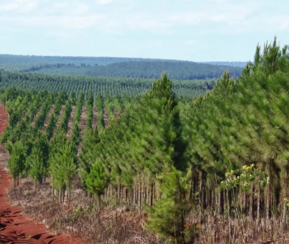 Misiones prohíbe el glifosato a partir de 2025, pero alertan sobre el uso de otros agrotóxicos