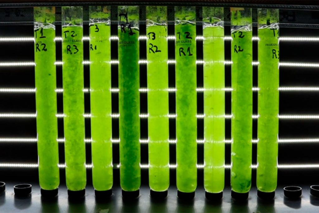 Arrancó a funcionar la primera planta de tratamiento de aguas con microalgas de la Argentina 2 Arrancó a funcionar la primera planta de tratamiento de aguas con microalgas de la Argentina